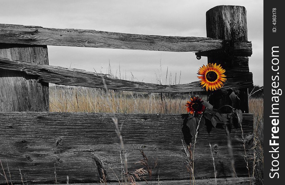 Two rogue sunflowers growing through a fence on a farm. Two rogue sunflowers growing through a fence on a farm