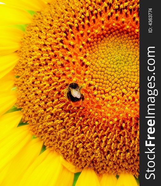 Sunflower and the bee are eating. Sunflower and the bee are eating