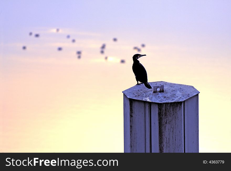 Cormorant in the evening light, sitting on a docking pile. Cormorant in the evening light, sitting on a docking pile