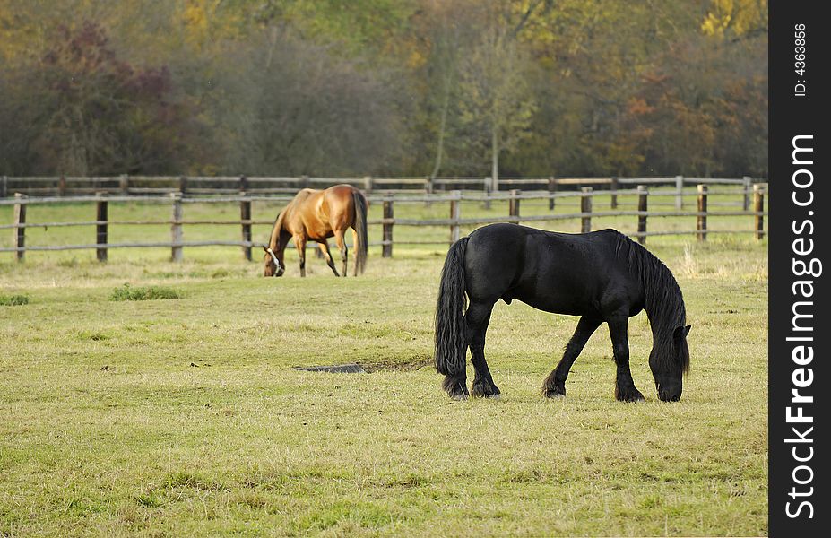 Black young stallion and brown horse grazing. Black young stallion and brown horse grazing