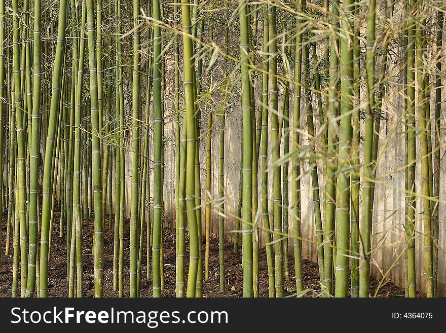 Bamboo forest in Sichuan province,China. Bamboo forest in Sichuan province,China
