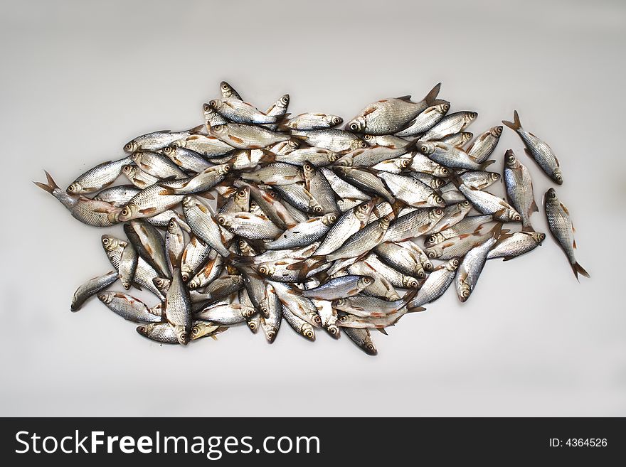 Basket of small fishes in the market