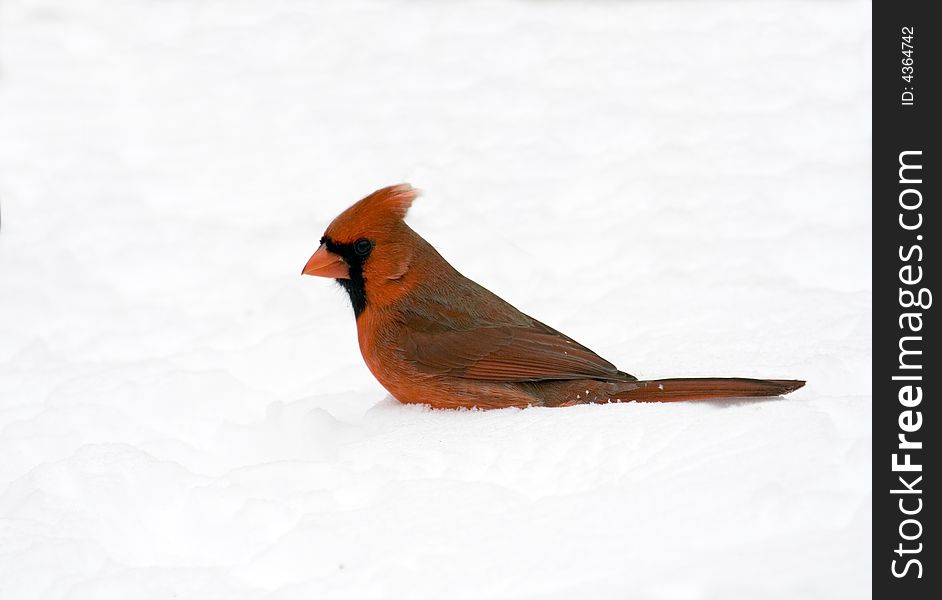 Male northern cardinal standing in snow. Male northern cardinal standing in snow