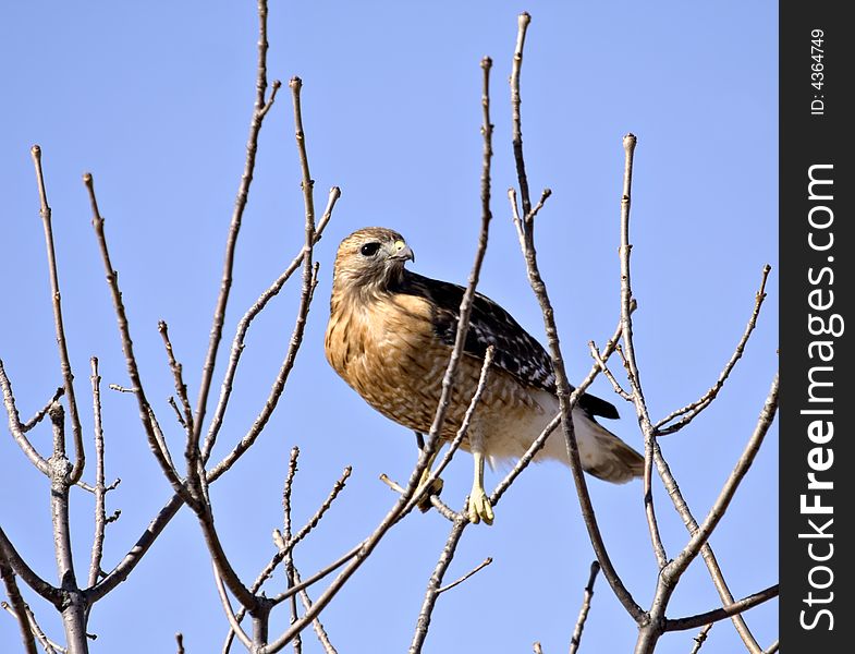 Red-tailed hawk perched on a tree branch