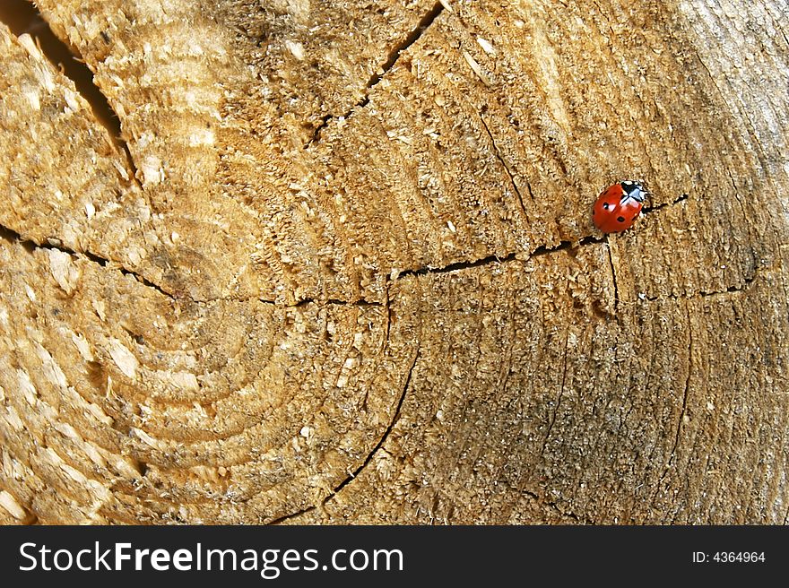 Ladybug on wooden background