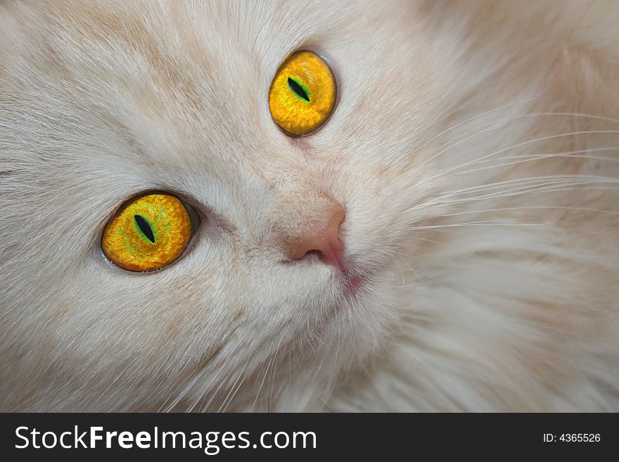 Yellow-eyed white luffy cat' portrait. Yellow-eyed white luffy cat' portrait