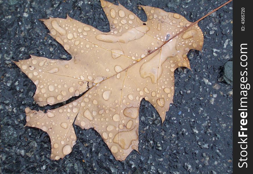 Rainy Leaf