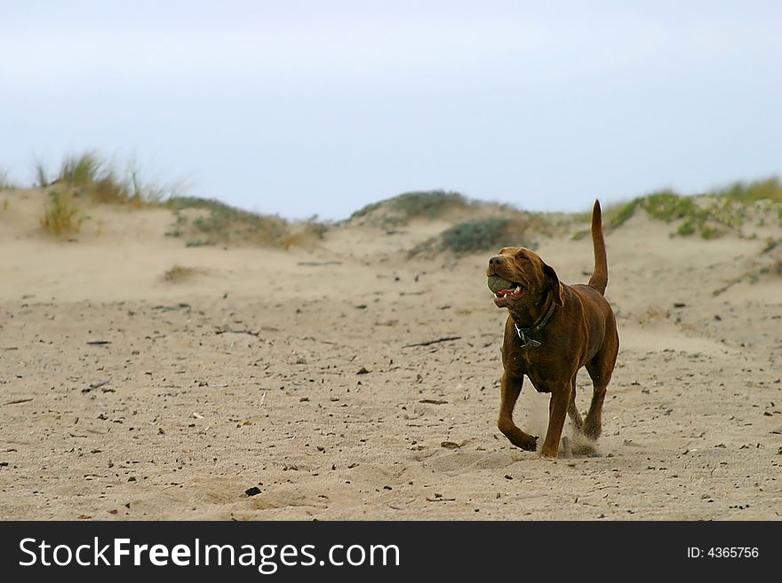 Brown dog retrieving a ball at the beach. Brown dog retrieving a ball at the beach.