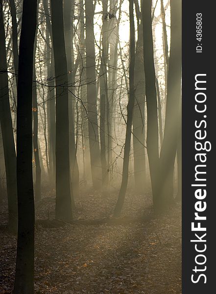 Trees silhouetted in an English wood. Trees silhouetted in an English wood