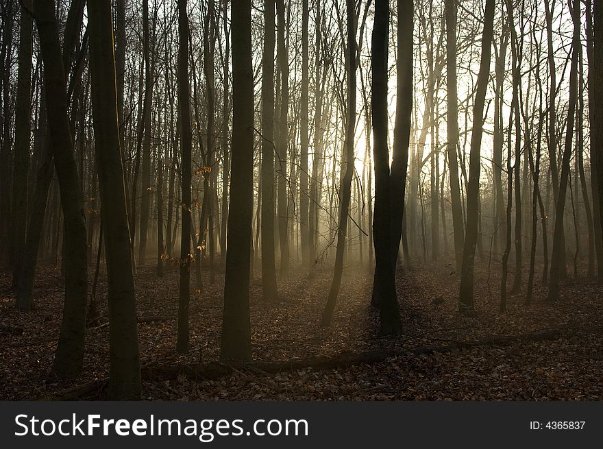 Trees silhouetted in an English wood. Trees silhouetted in an English wood