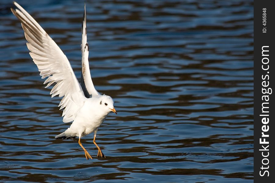 Seagull flying with spread wings under a deep blue sky over the water