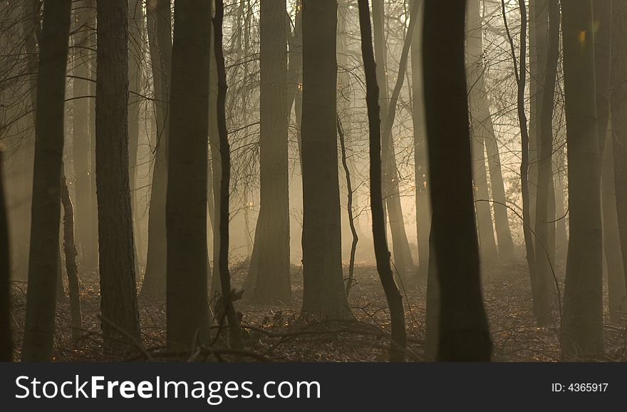 Trees silhouetted in an English wood. Trees silhouetted in an English wood