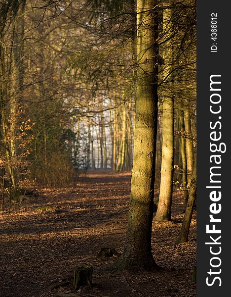 Typical footpath in an English wood