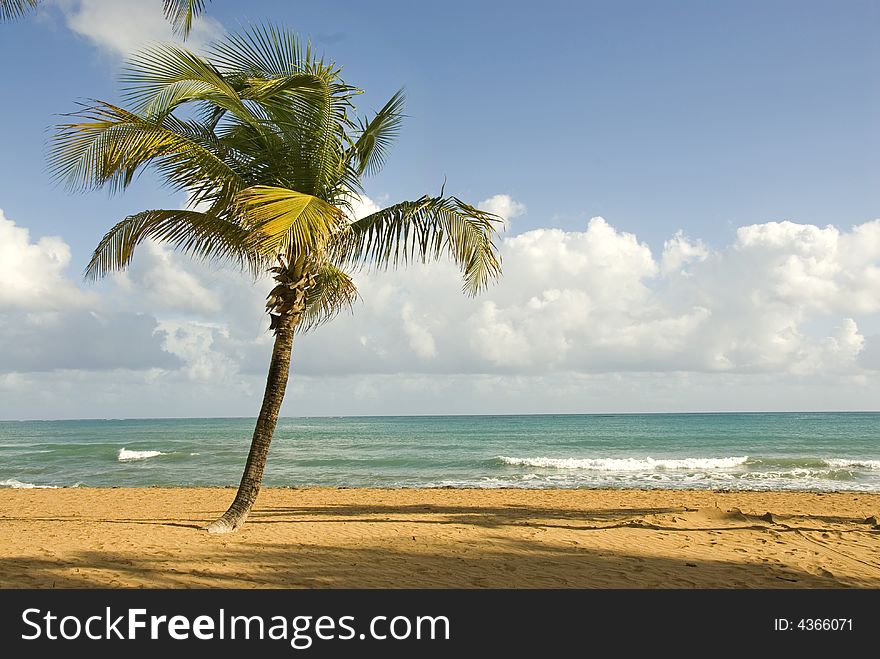 A single palm tree on a secluded beach