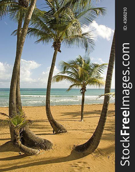 Several palm trees on a secluded beach