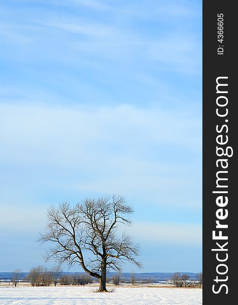 Lonely tree in a winter field under the big blue sky.