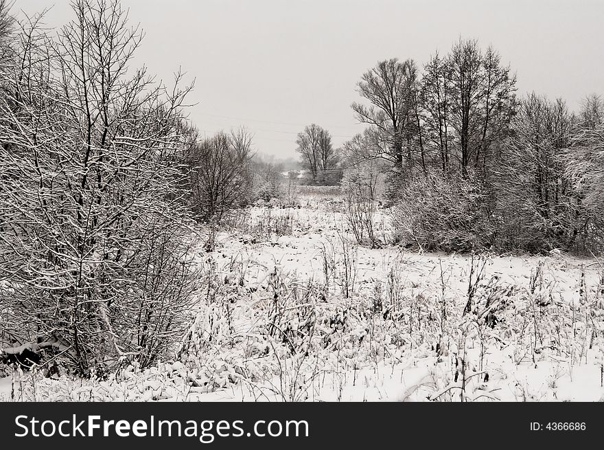 Winter gray landscape white snow and trees