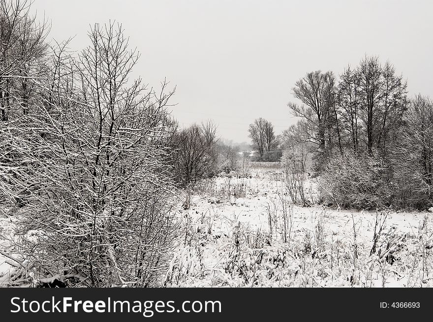 Winter gray landscape white snow and trees