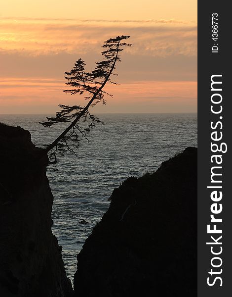 Silhouette of rocks and tree at sunset - Sunset Bay State Park. Silhouette of rocks and tree at sunset - Sunset Bay State Park