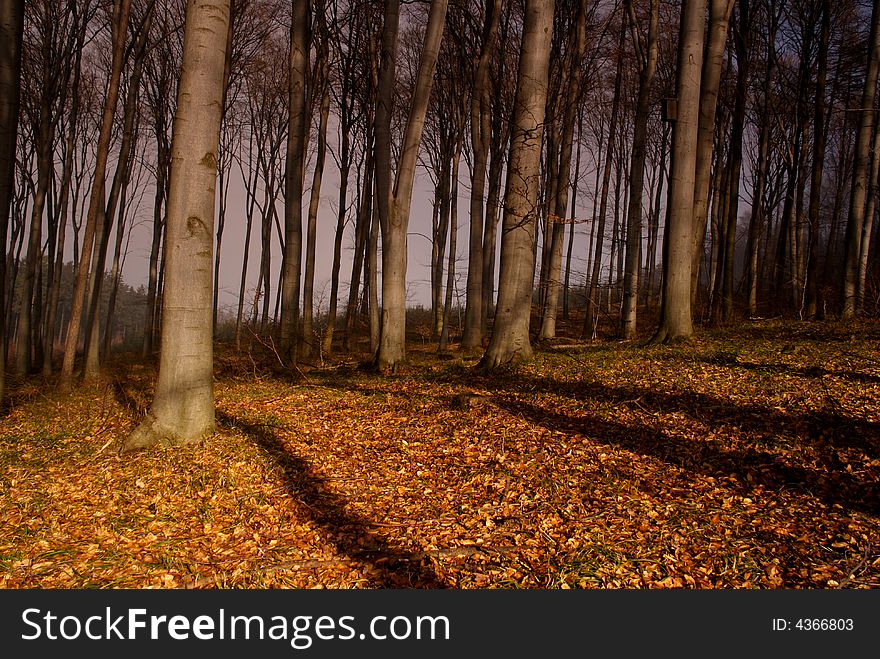 Dramatic scene of autumn forest with dark sky and sunlight in foreground. Dramatic scene of autumn forest with dark sky and sunlight in foreground.