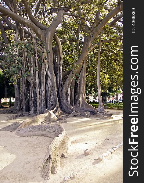 Famous gigantic tree in the Piazza Marina garden in the center of Palermo, Sicily.