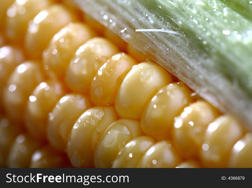 Close up of the corn cob
