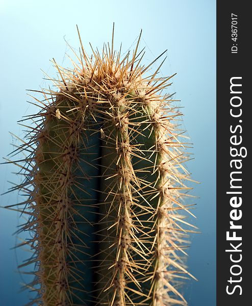 Prickly cactus on a blue background, isolated