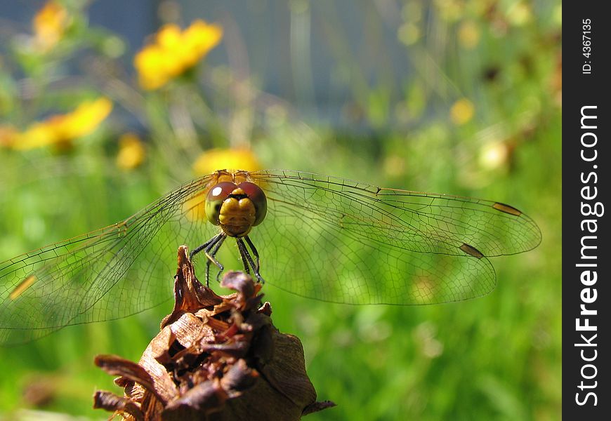 Dragonfly on a background flowers