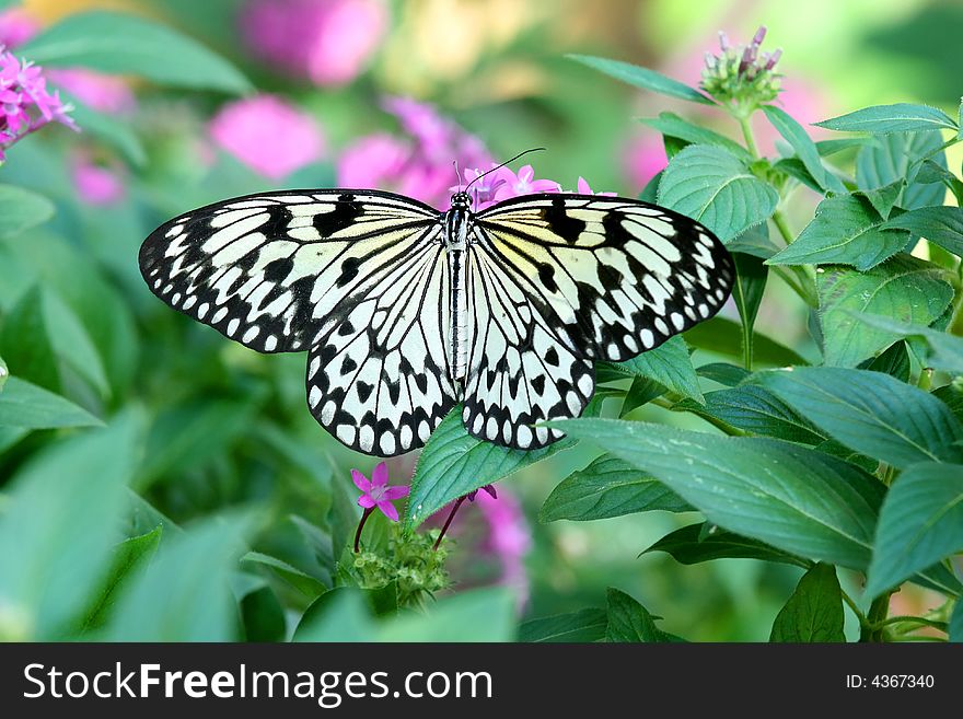 Paper Kite butterfly - Idea leuconoe