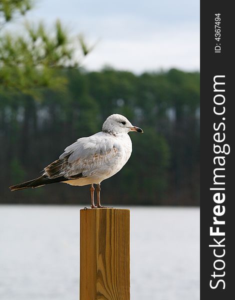 Seagull stands still on wood post. Seagull stands still on wood post