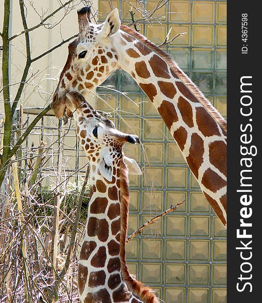 Warm feelings from a child giraffe to her mother. Warm feelings from a child giraffe to her mother.