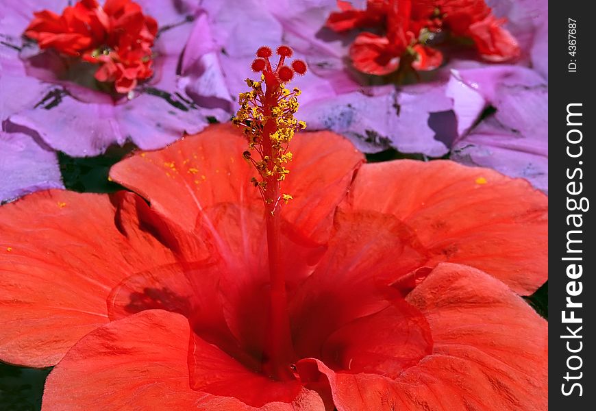 Red hibiscus on violet background
