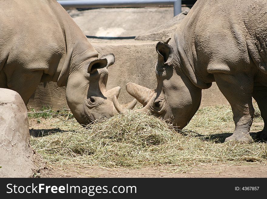 Image of two rhinoceros eating on a nice summer day