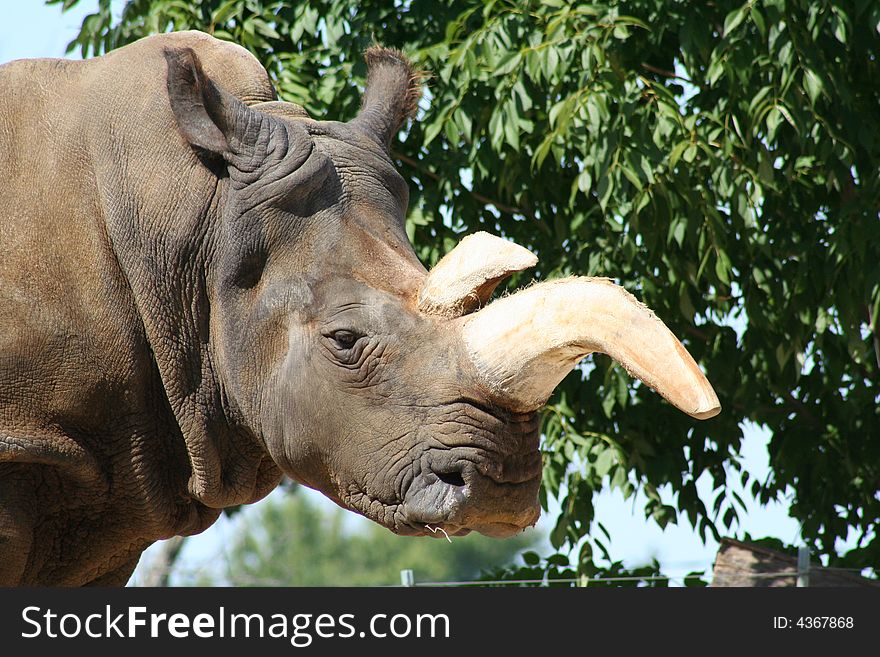 Rhinoceros Eating