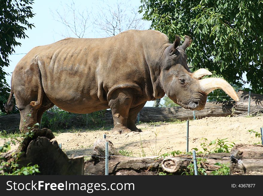 Image of rhinoceros eating on a sumer day