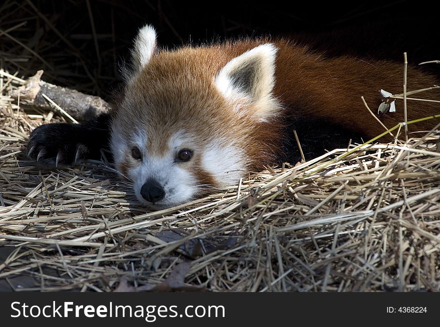 Red Panda resting, with one claw out at the Washington National Zoo, resting