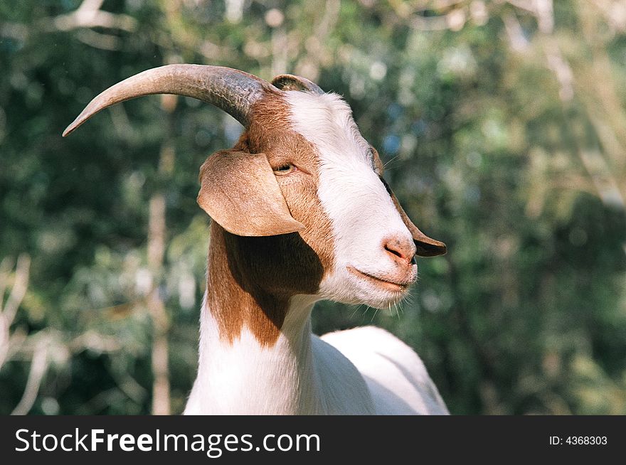 The head of a brown and white goat with a mottled green background