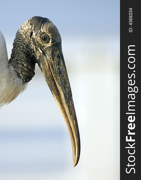 A Wood Stork posed brefly for me to compose this shot