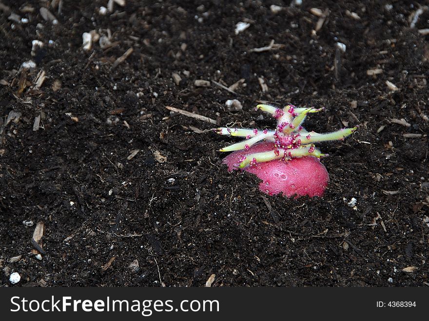 New red potato growth in spring soil. New red potato growth in spring soil