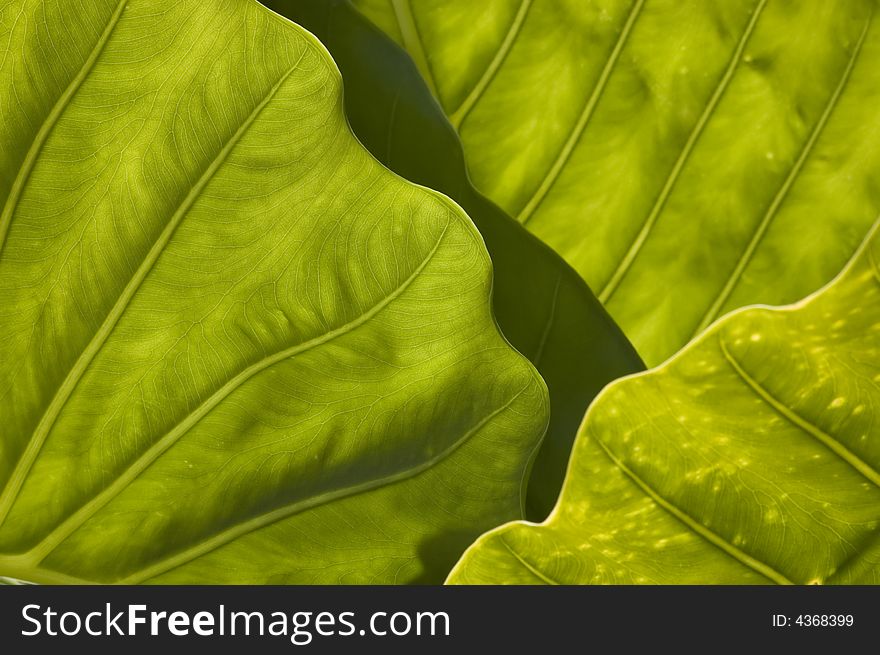 Textured leaves summer background. Close-up. Textured leaves summer background. Close-up.