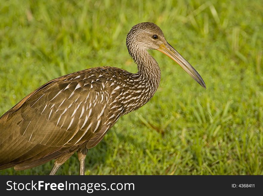 A Limpkin searching the wet grass in a field for a meal. A Limpkin searching the wet grass in a field for a meal