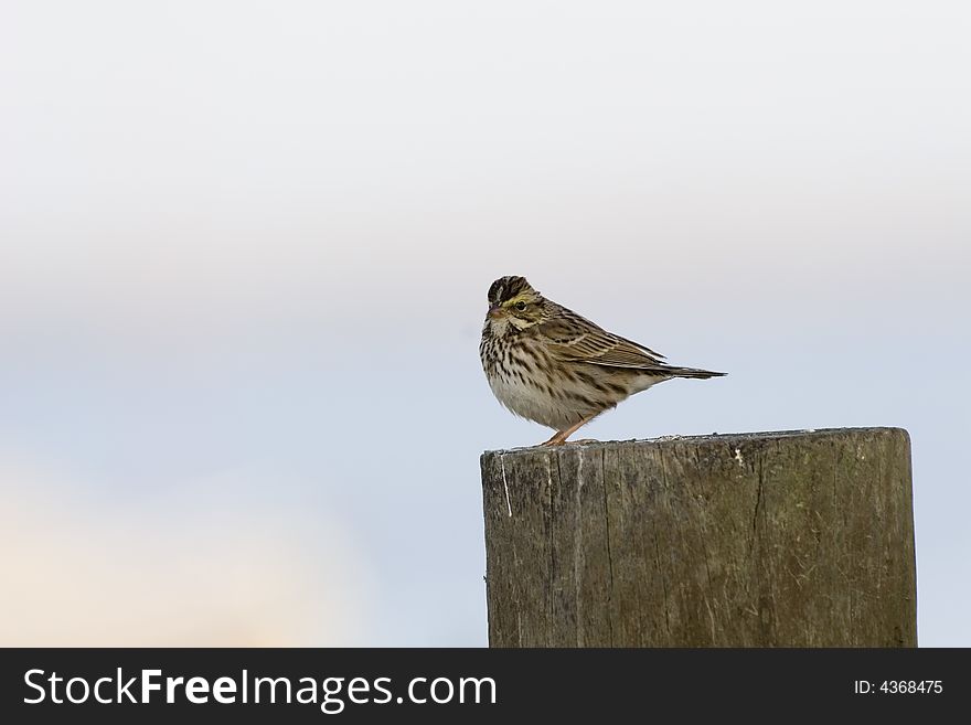 Savannah Sparrow perched