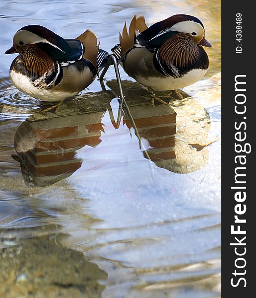 Two Mandarin Ducks reflected in shallow water as they stand back to back. Two Mandarin Ducks reflected in shallow water as they stand back to back