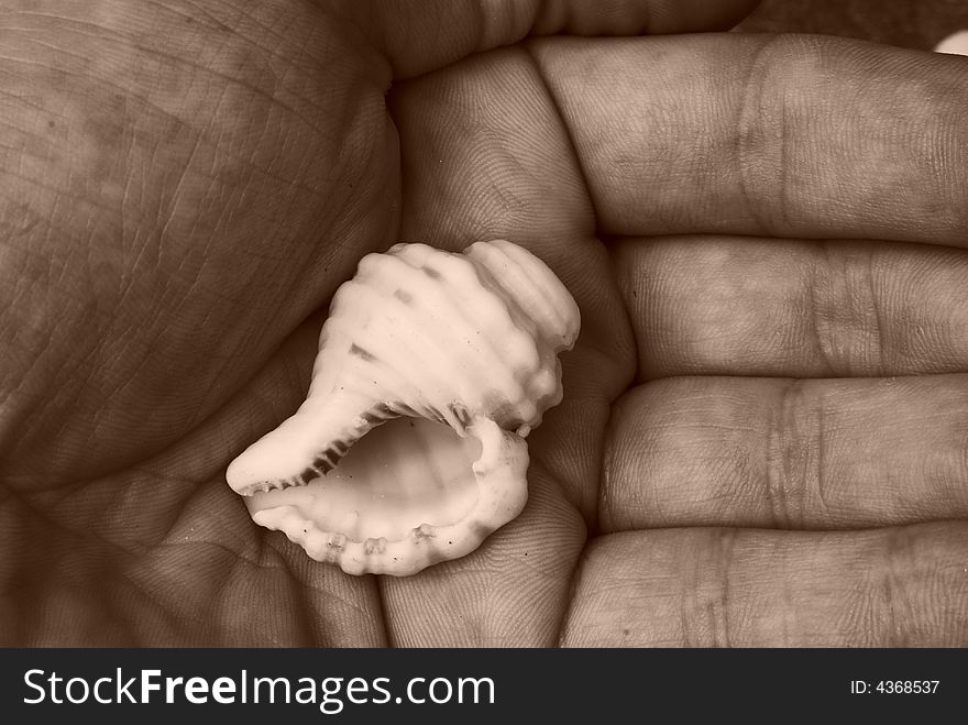 White small shell in human palm. White small shell in human palm.