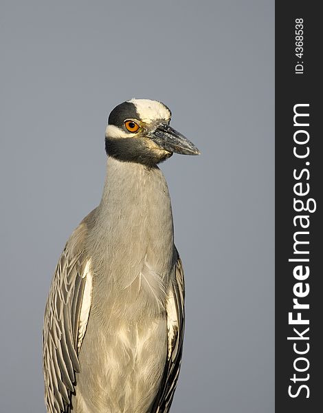 A Yellow-crowned Night Heron posed for this photo on the branch of a dead tree. A Yellow-crowned Night Heron posed for this photo on the branch of a dead tree