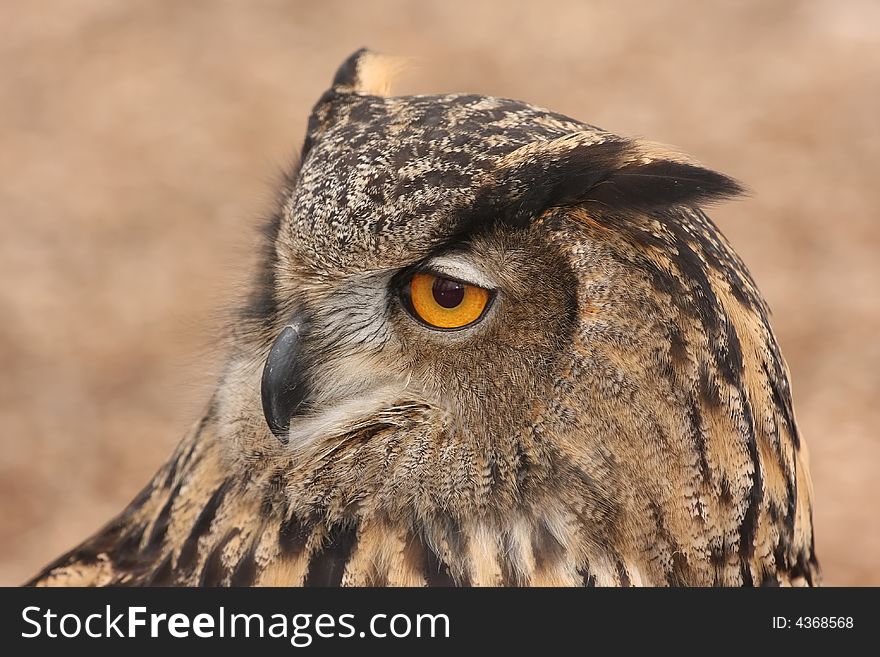 Eurasian Eagle Owl 2