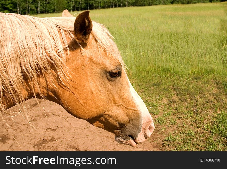 A blond colored  arabian horse in a field. A blond colored  arabian horse in a field