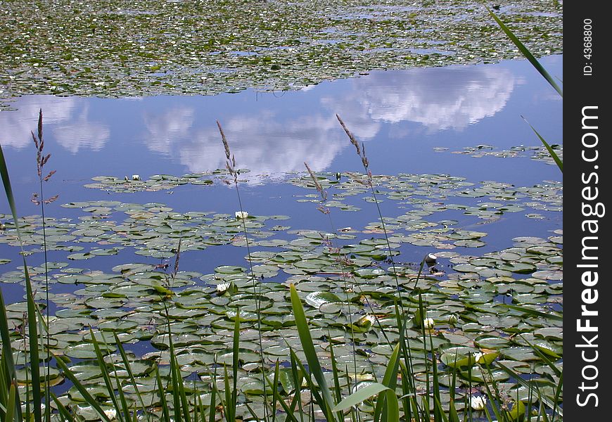 Lily pads in a pond with spring clouds reflected in the still water. Lily pads in a pond with spring clouds reflected in the still water