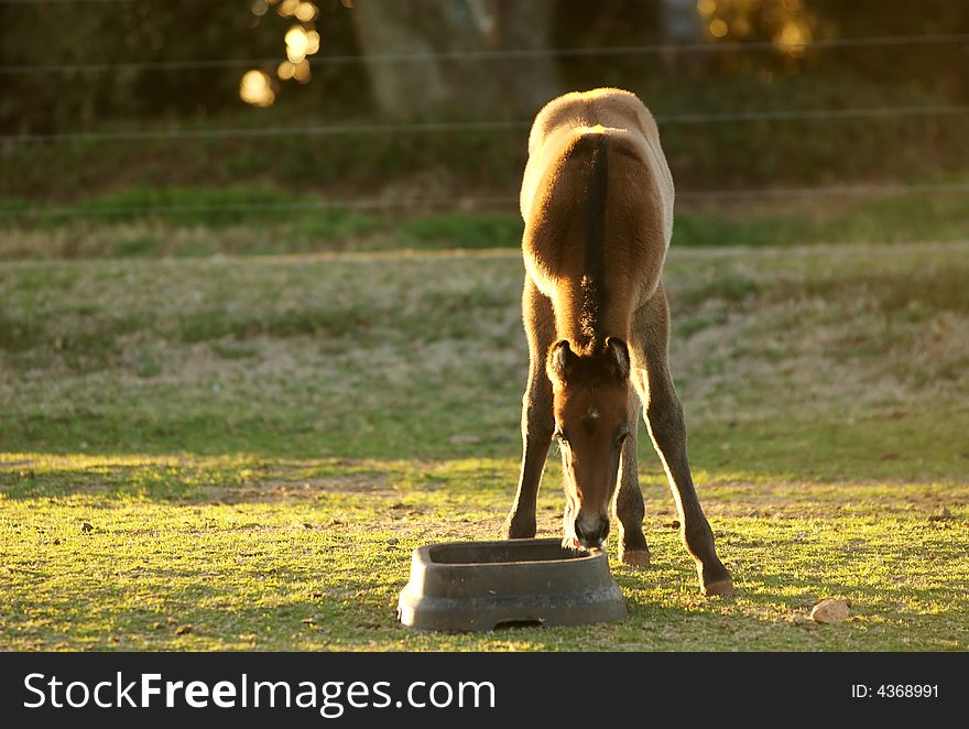 A young foal drinking water. A young foal drinking water.