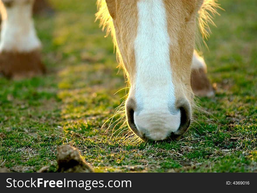 A horse grazing in a field showing just his nose. A horse grazing in a field showing just his nose.
